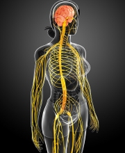 Female nervous system artwork